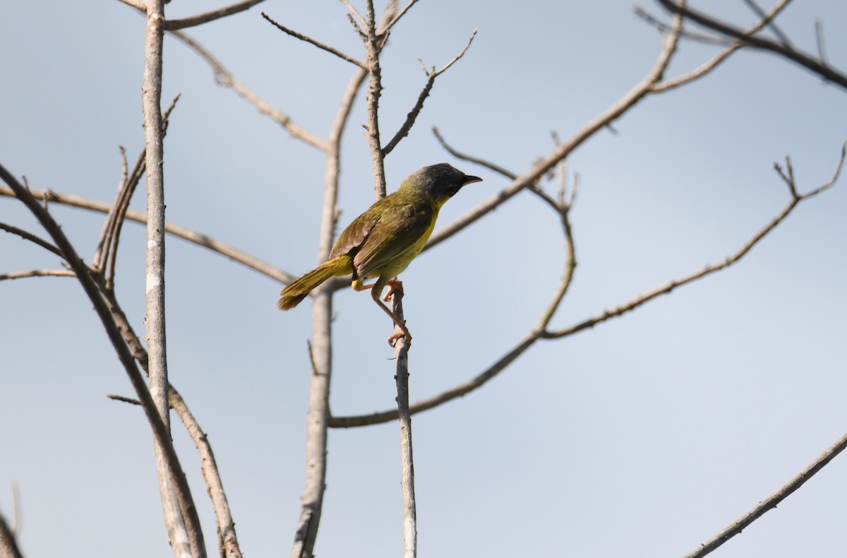 Gray-crowned Yellowthroat - ML642162360