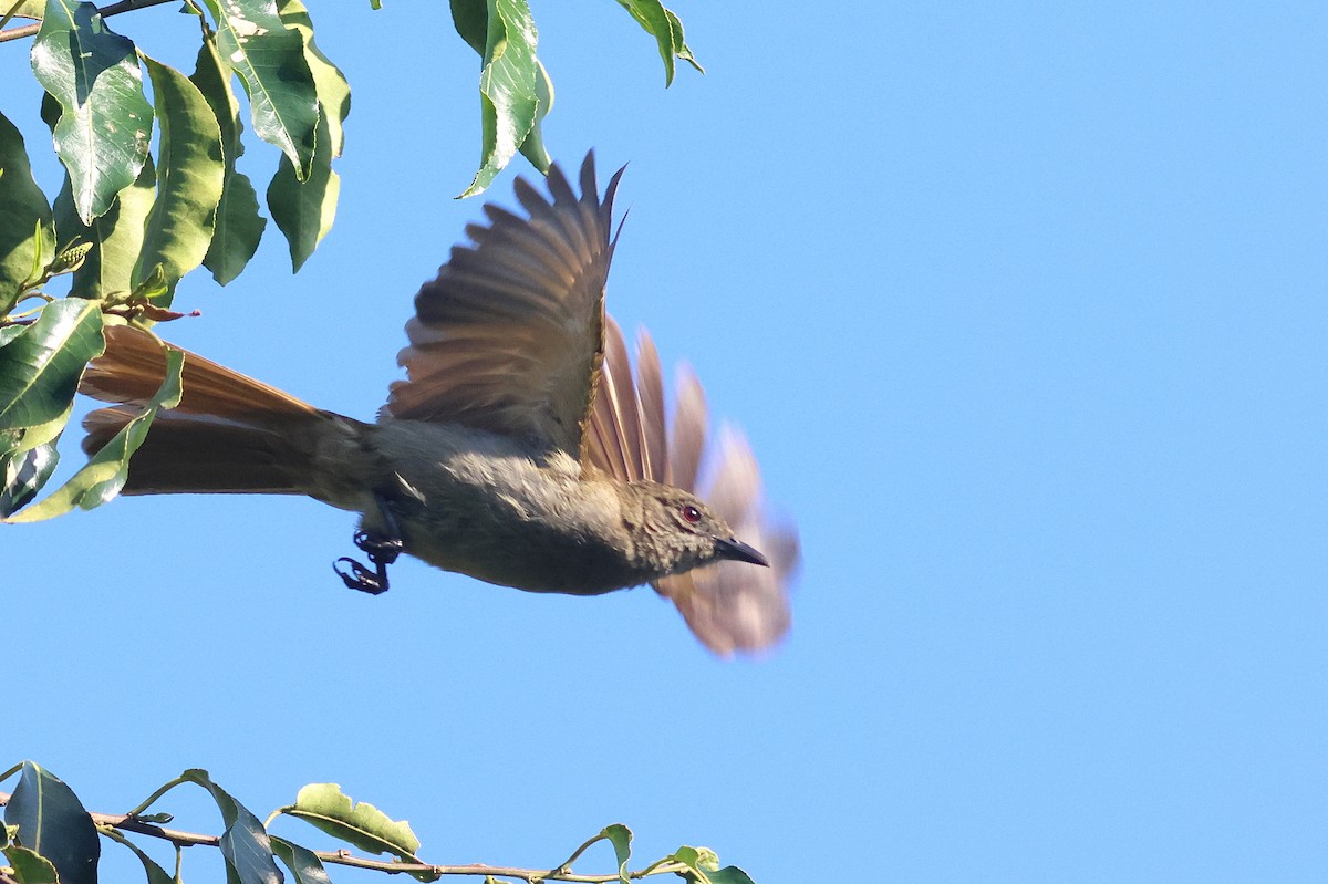 Slender-billed Greenbul - ML642162377