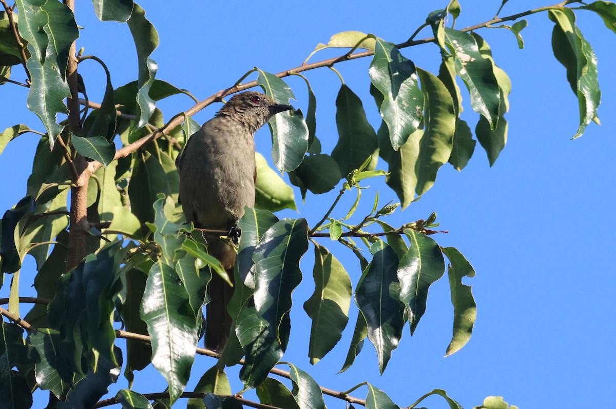 Slender-billed Greenbul - ML642162378