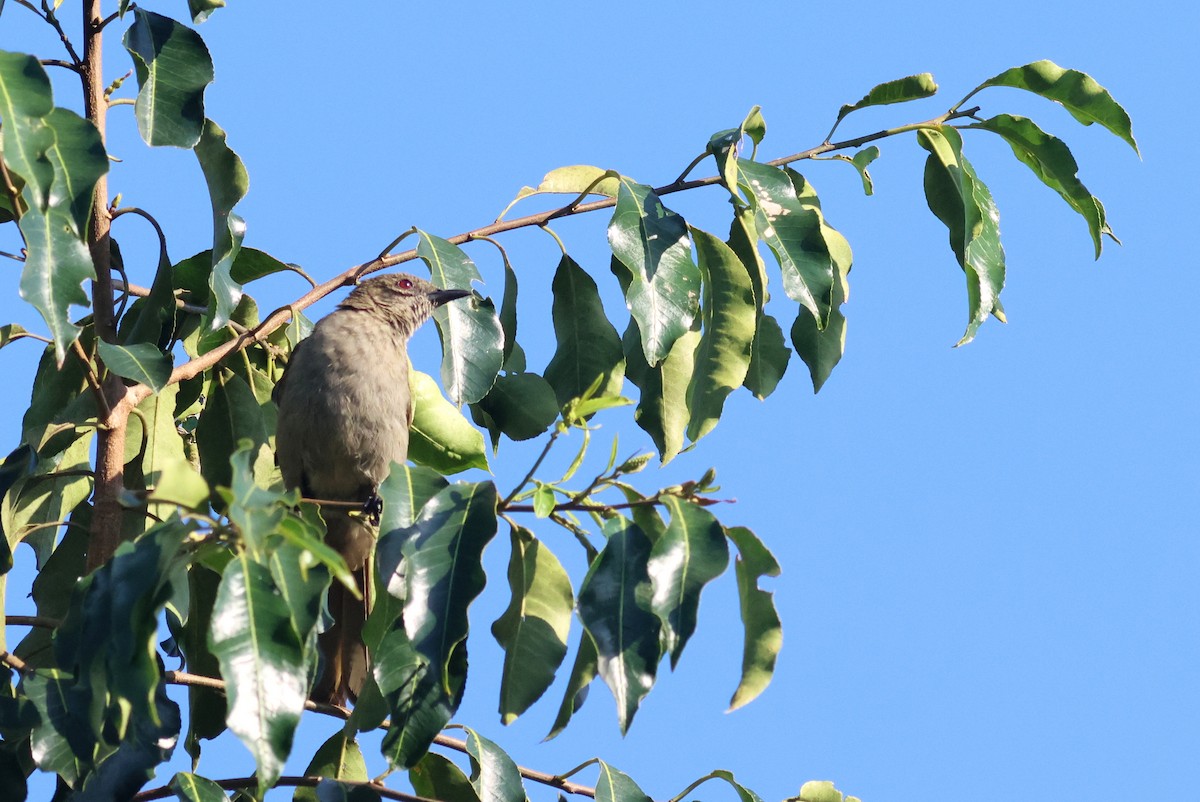 Slender-billed Greenbul - ML642162379