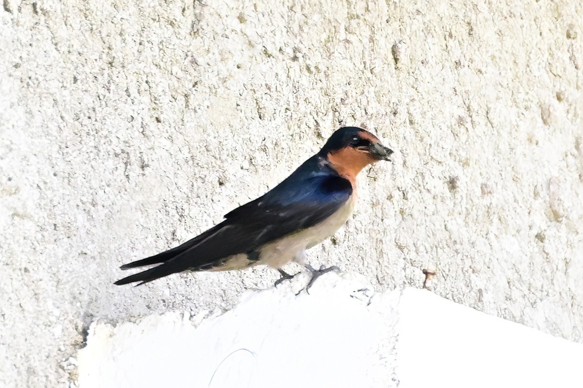Pacific Swallow - ML642162380