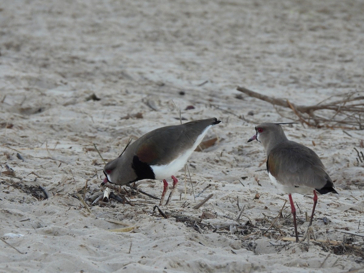 Southern Lapwing (lampronotus) - ML642162421