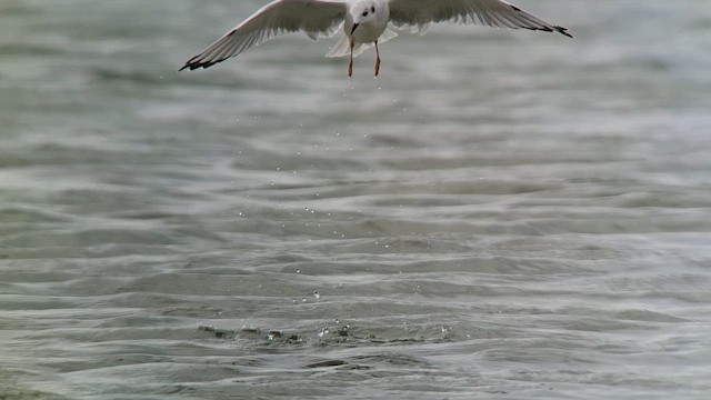 Bonaparte's Gull - ML642162426