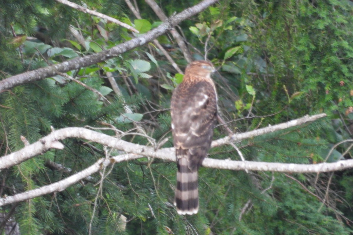 Sharp-shinned/Cooper's Hawk - ML642162430