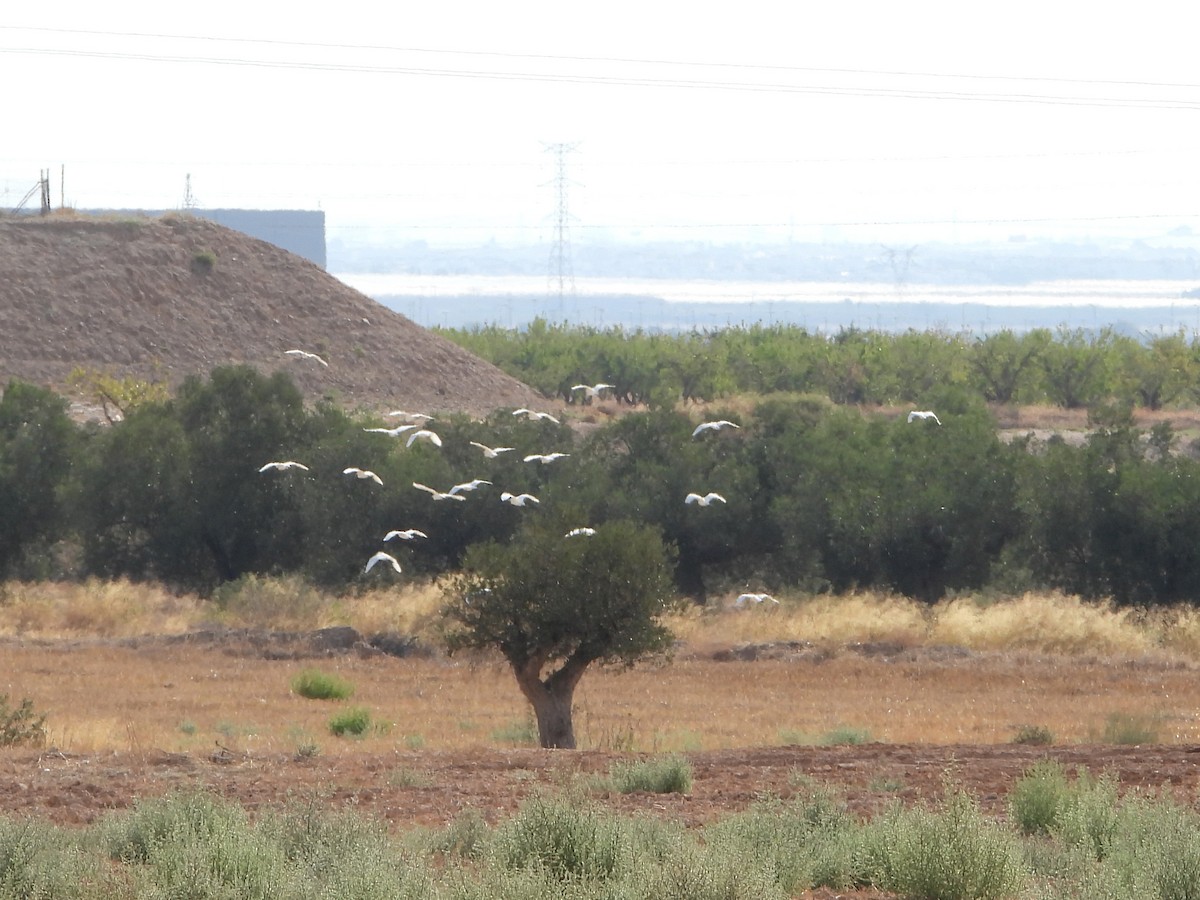 Western Cattle-Egret - ML642162433