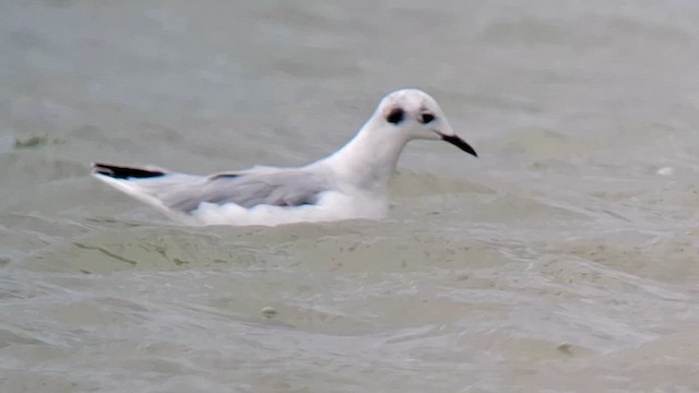 Bonaparte's Gull - ML642162436