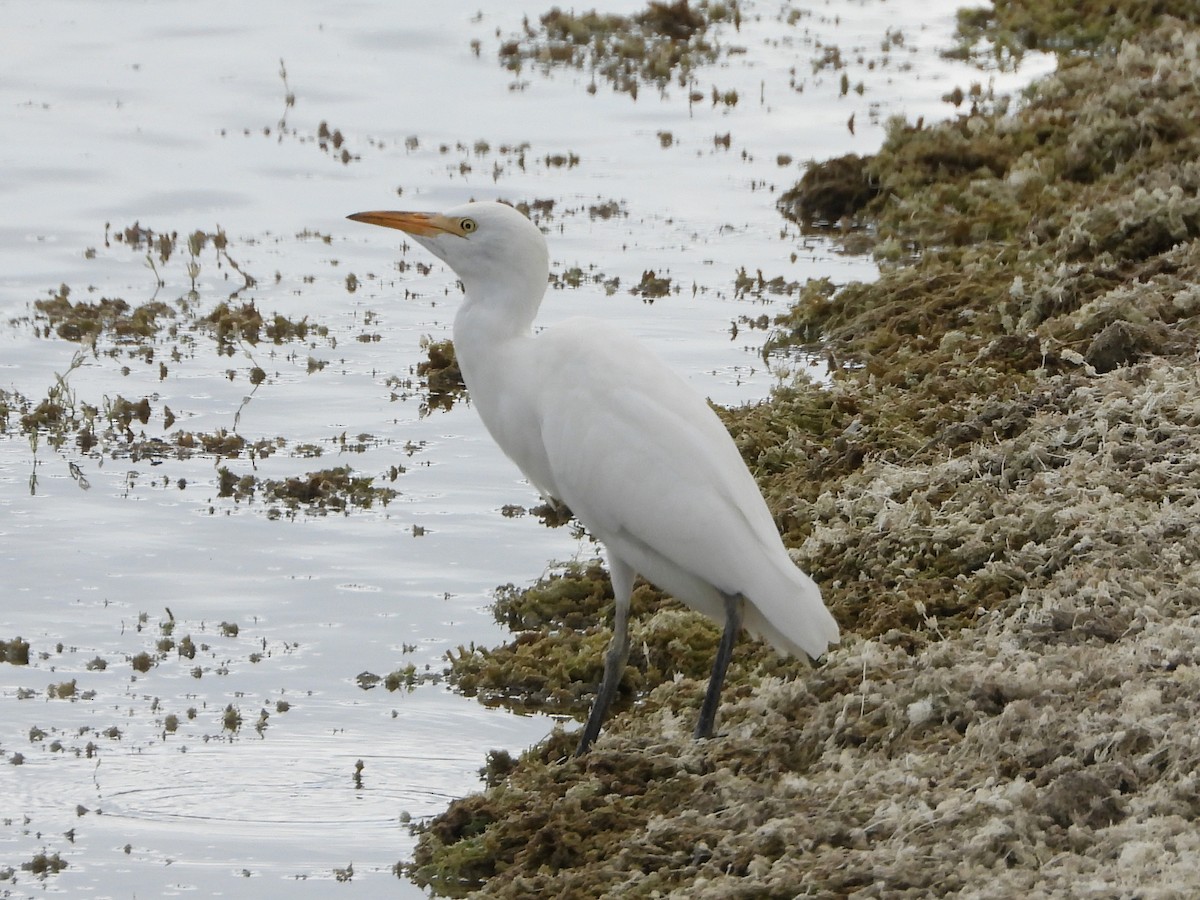 Western Cattle-Egret - ML642162447