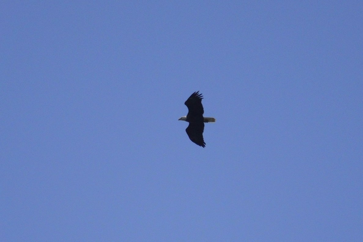 Bald Eagle - ML642162460
