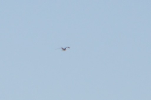Sabine's Gull - ML642162483