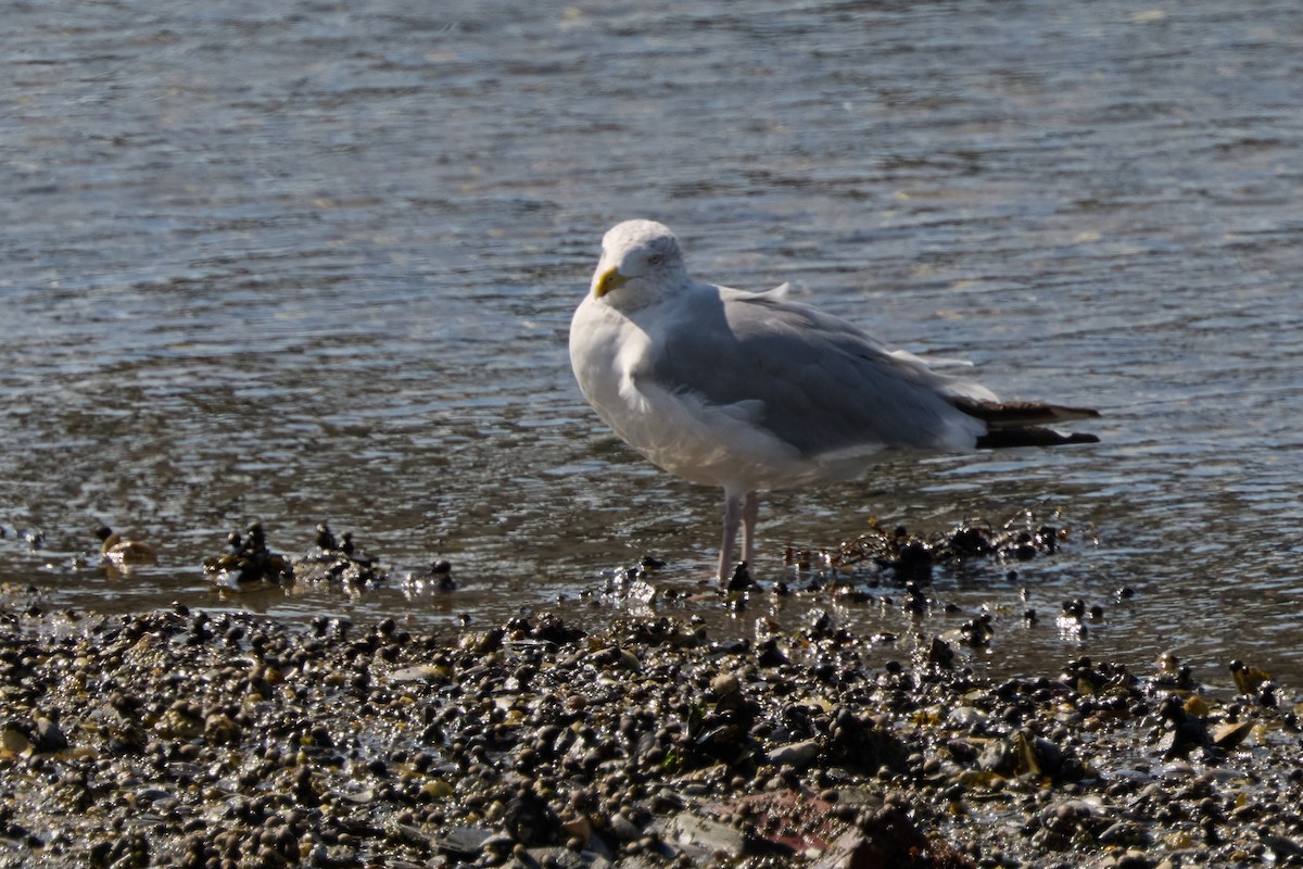 American Herring Gull - ML642162507