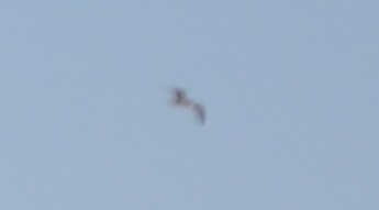 Sabine's Gull - ML642162509