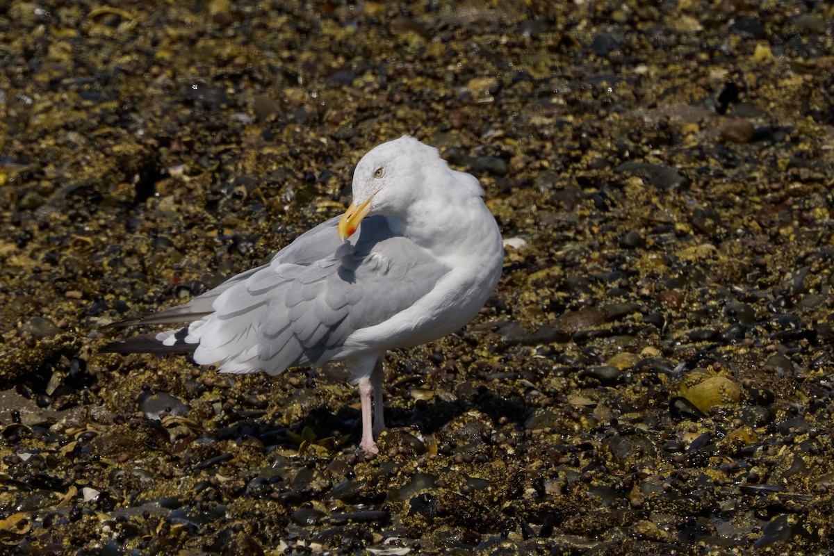 American Herring Gull - ML642162511