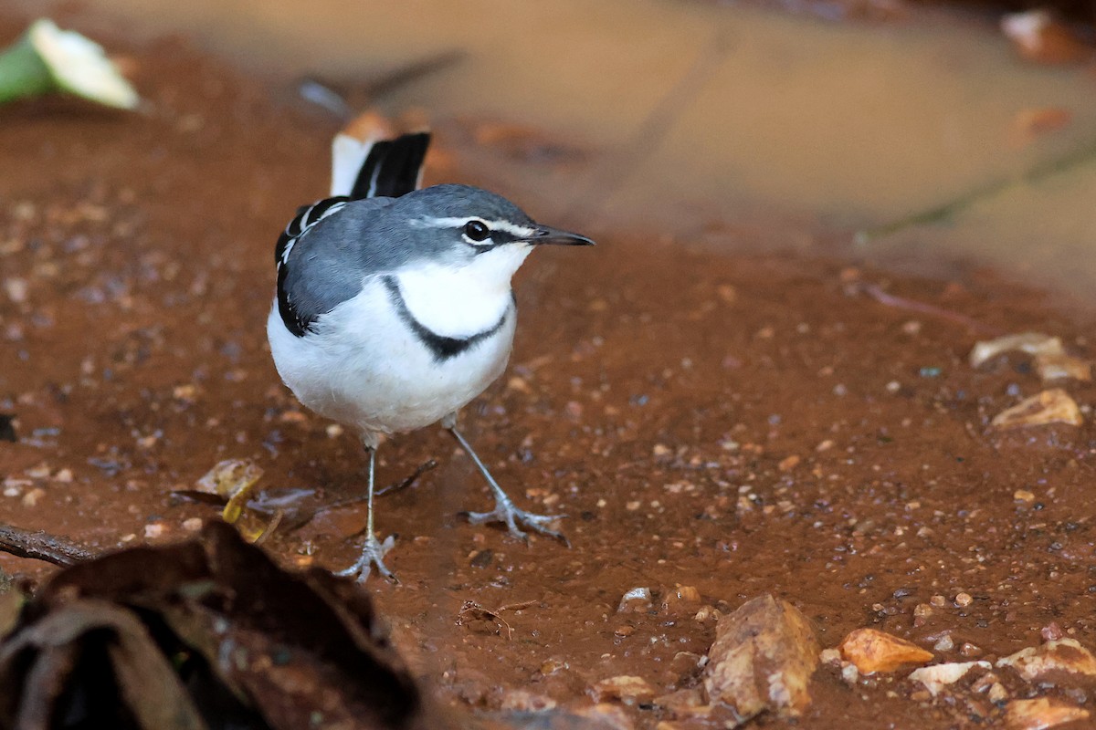 Mountain Wagtail - ML642162521