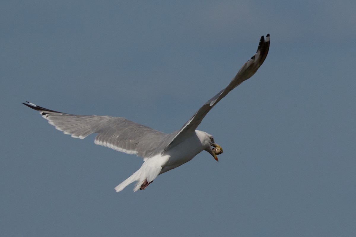 American Herring Gull - ML642162532