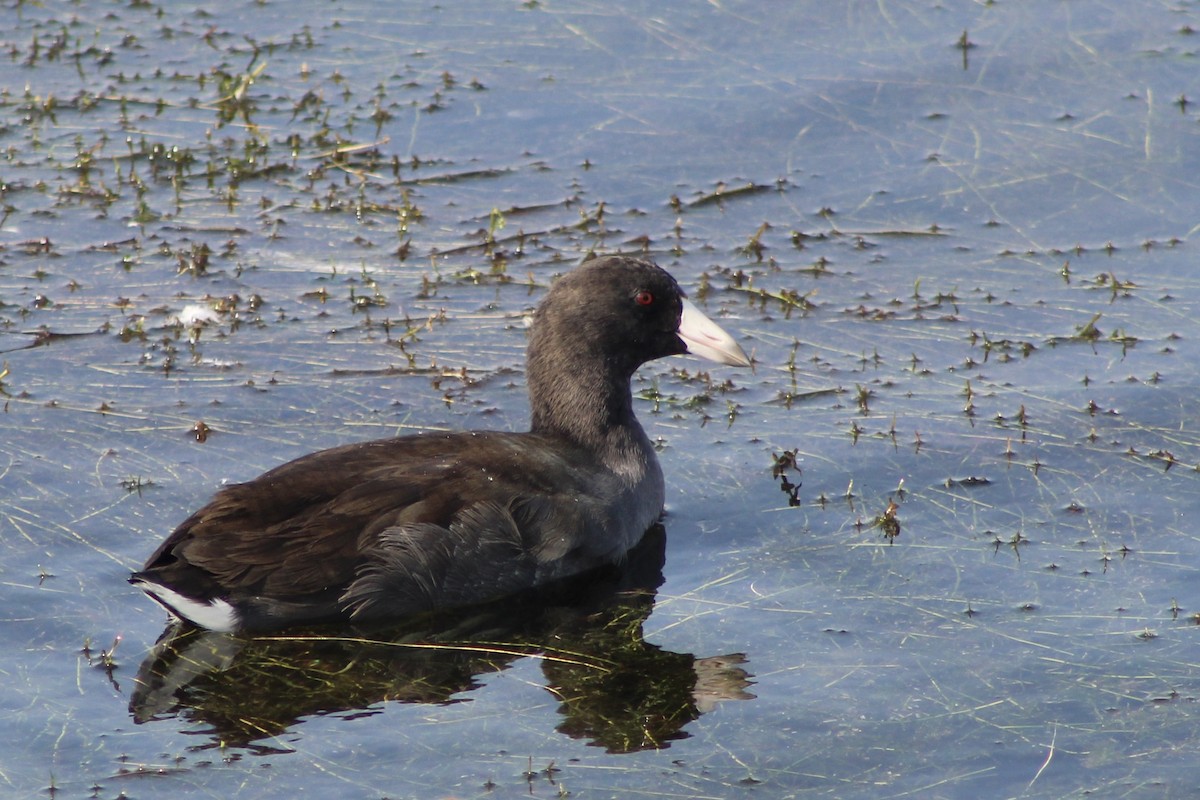 American Coot - ML642162533