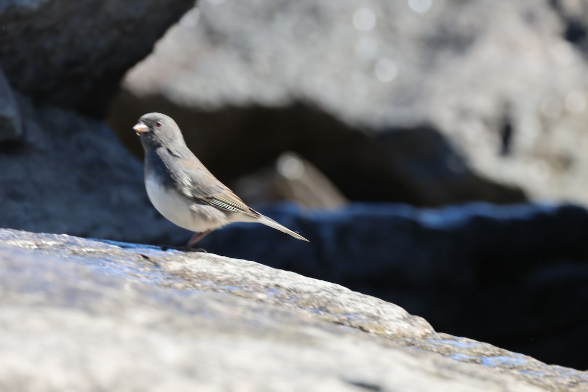 Dark-eyed Junco - ML642162538