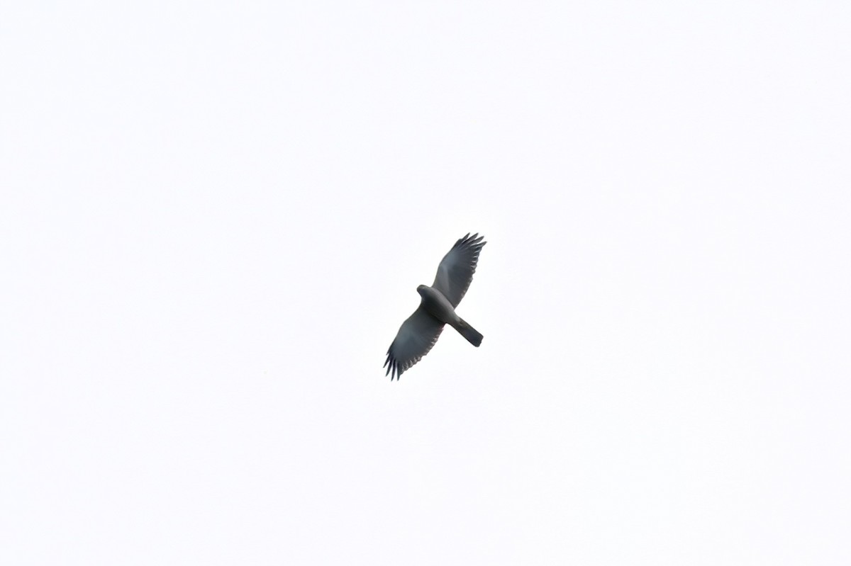 Fiji Goshawk - ML642162541