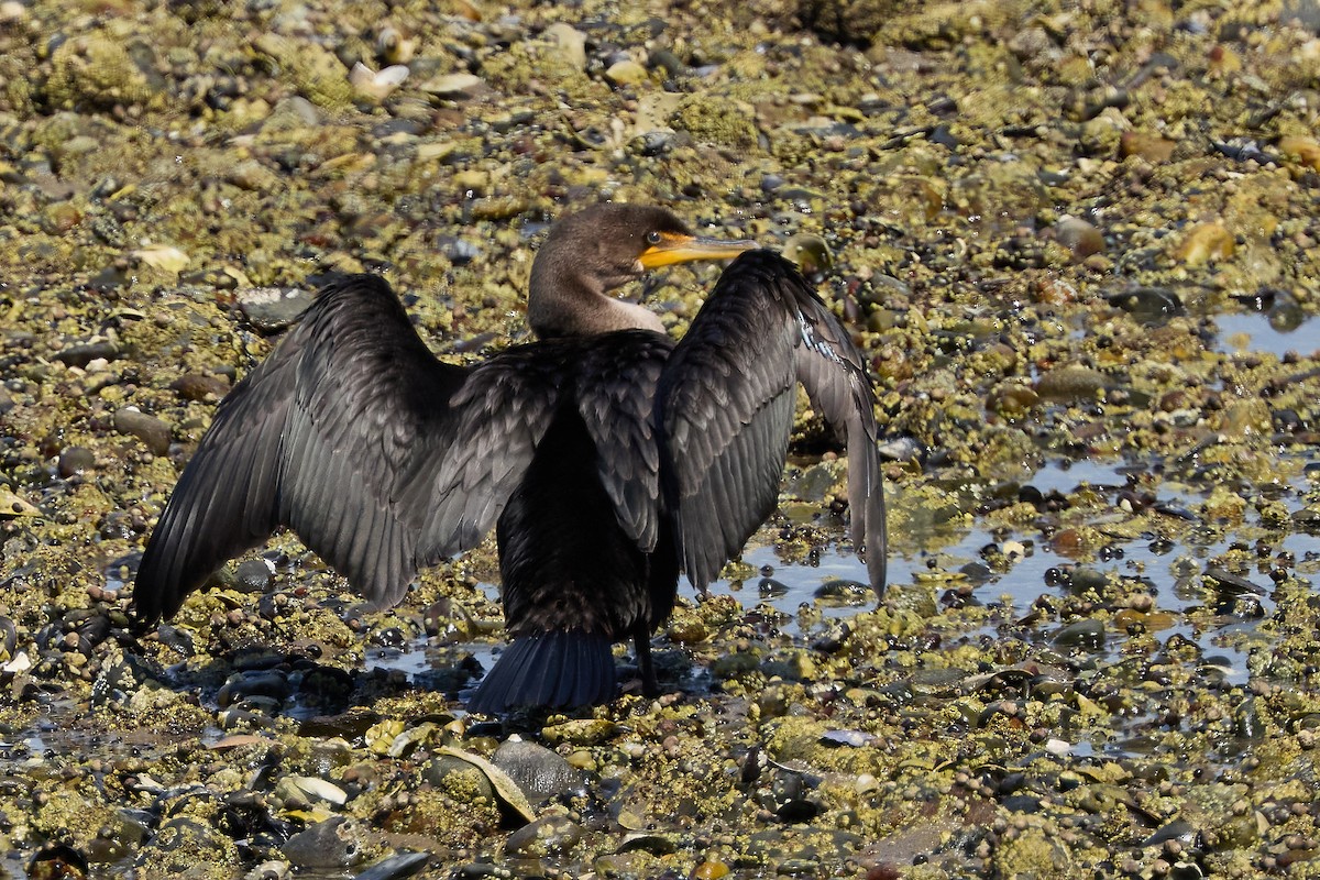 Double-crested Cormorant - ML642162545