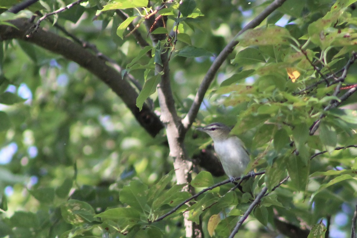 Red-eyed Vireo - ML642162546