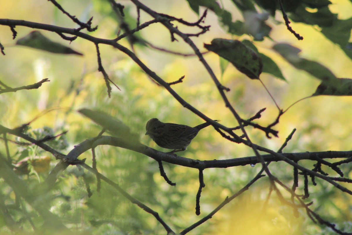 Lincoln's Sparrow - ML642162550