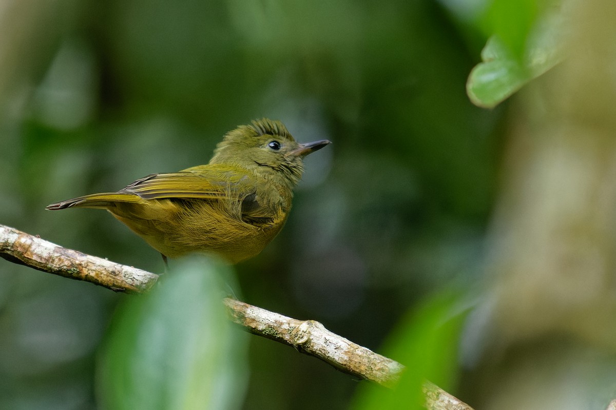 Ochre-bellied Flycatcher - ML642162553
