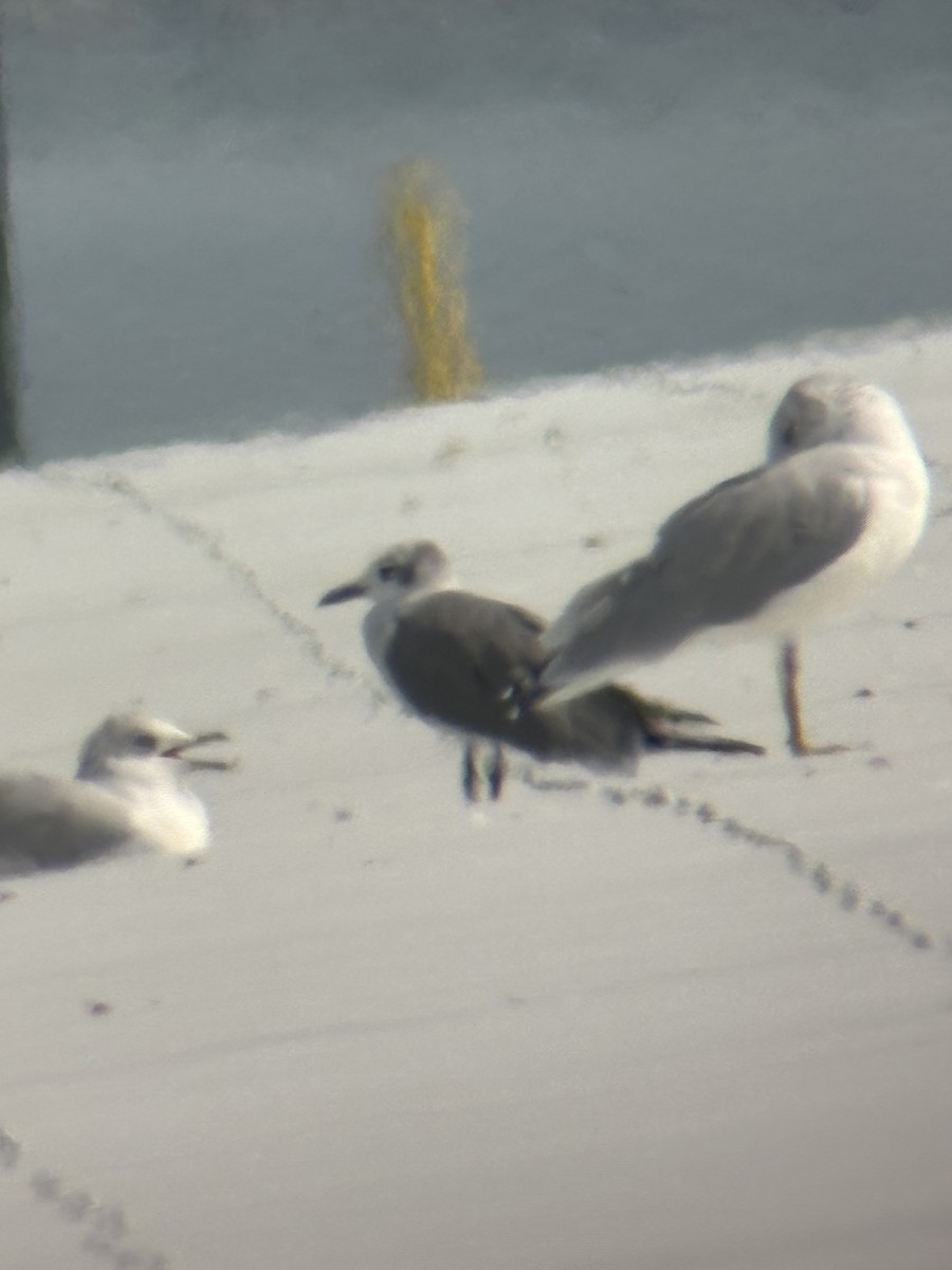Laughing Gull - ML642162555