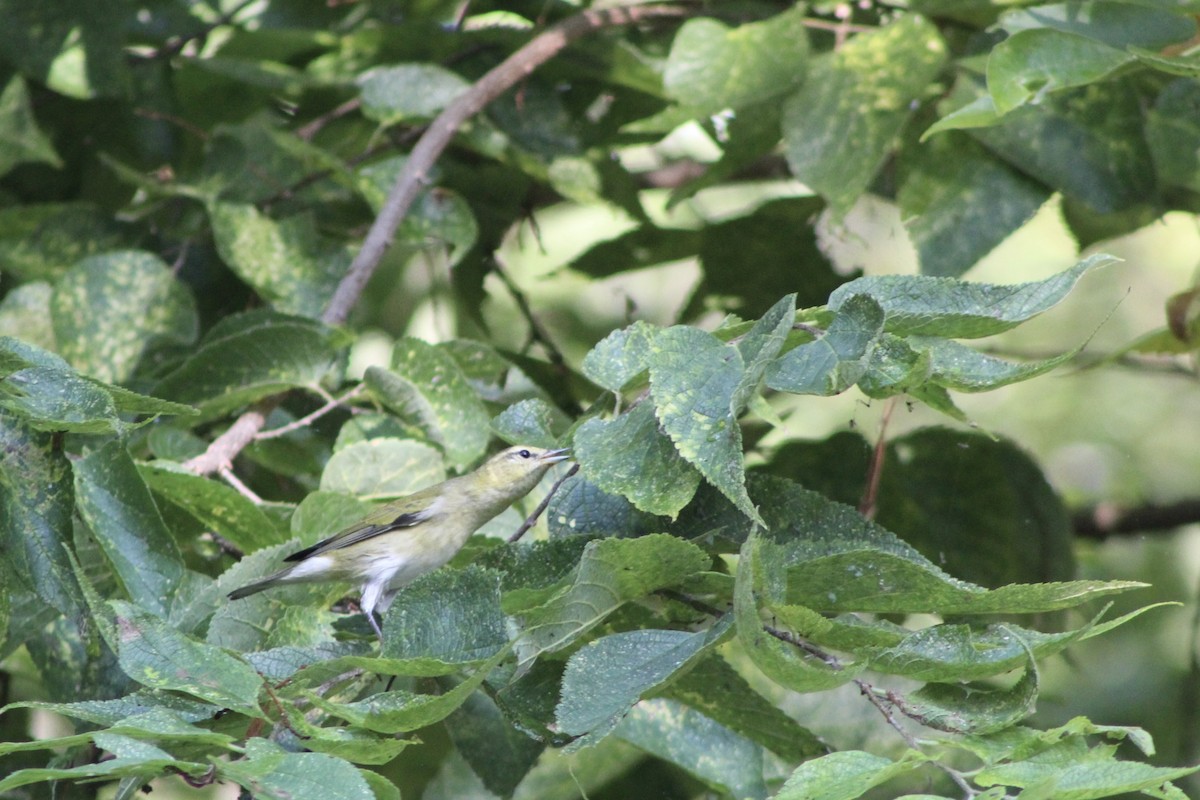Tennessee Warbler - ML642162558