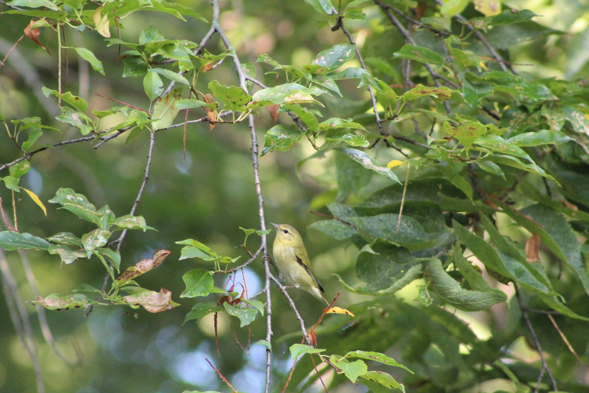 Tennessee Warbler - ML642162559