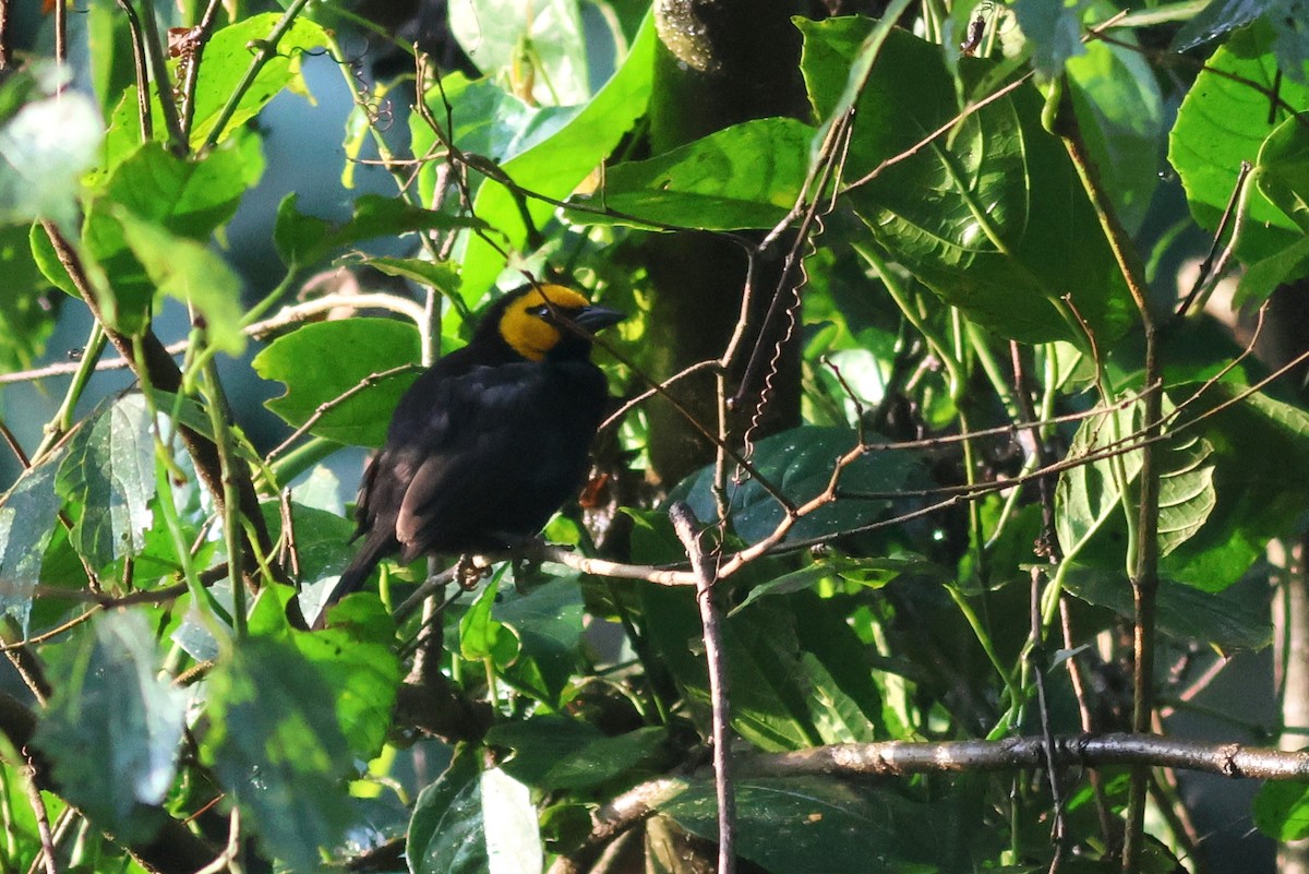 Black-billed Weaver - ML642162560