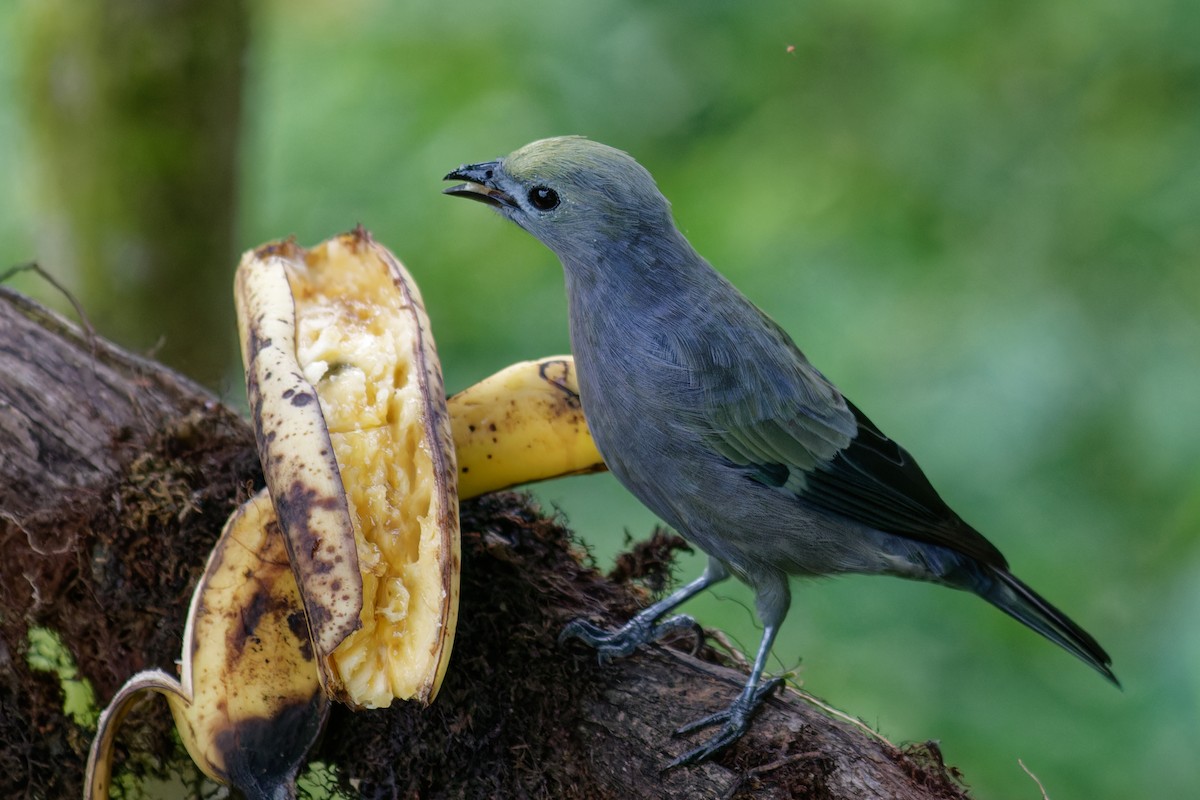 Palm Tanager - ML642162561