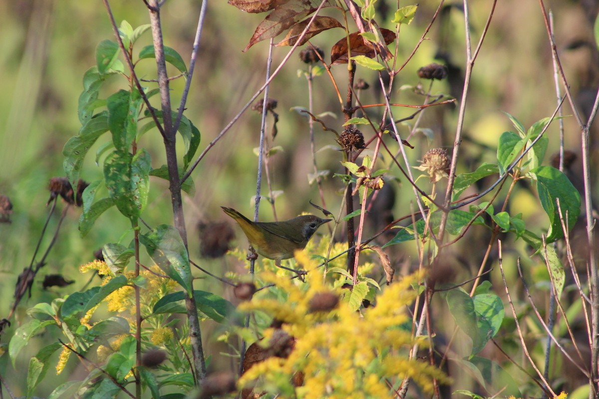 Common Yellowthroat - ML642162564