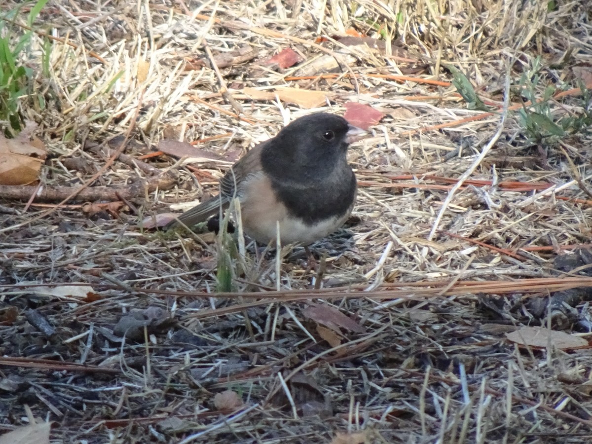 Dark-eyed Junco - ML642162565