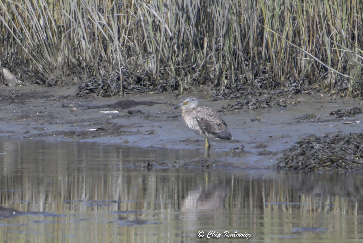 Yellow-crowned Night Heron - ML642162569
