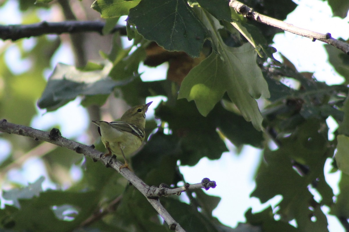 Blackpoll Warbler - ML642162570