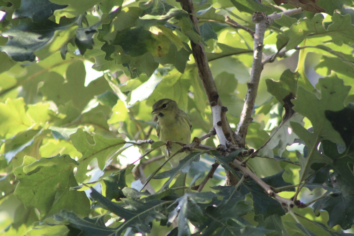 Blackpoll Warbler - ML642162571