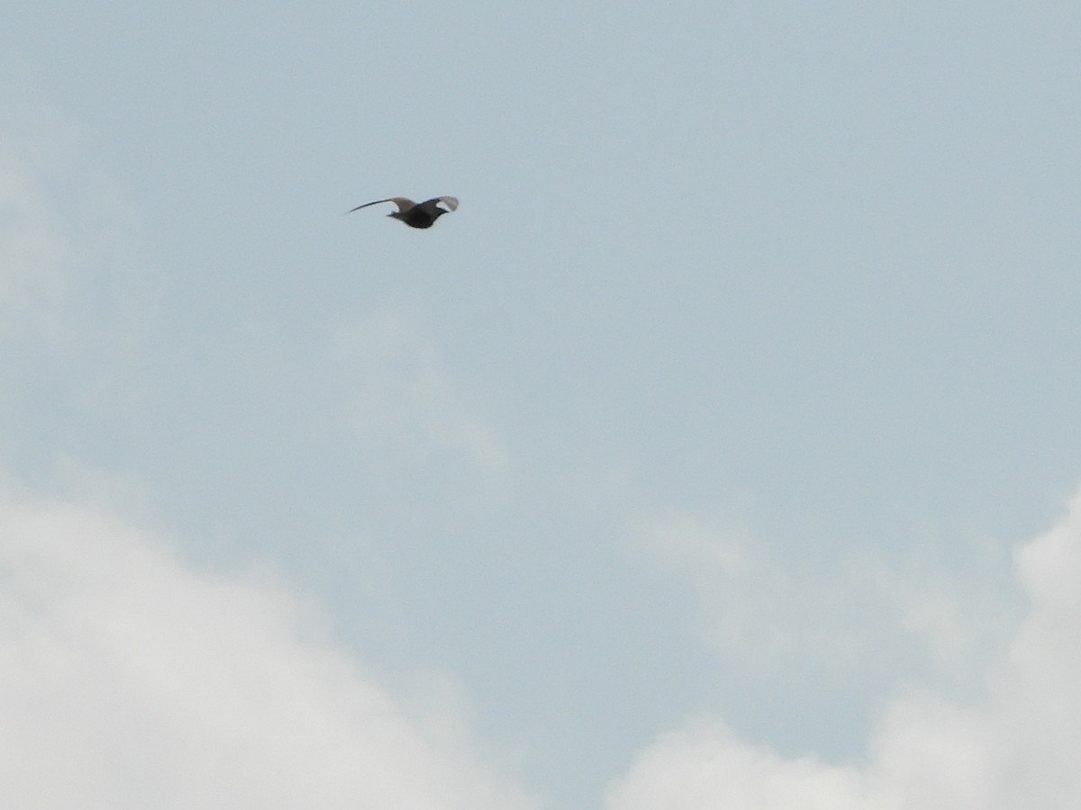 Black-bellied Sandgrouse - ML642162573