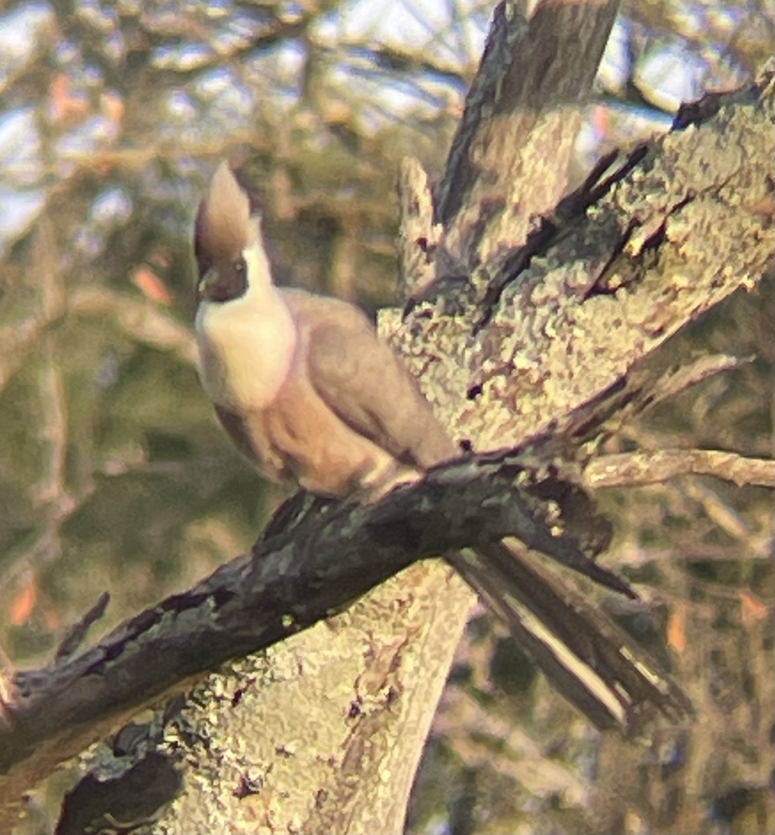 Bare-faced Go-away-bird - ML642162575