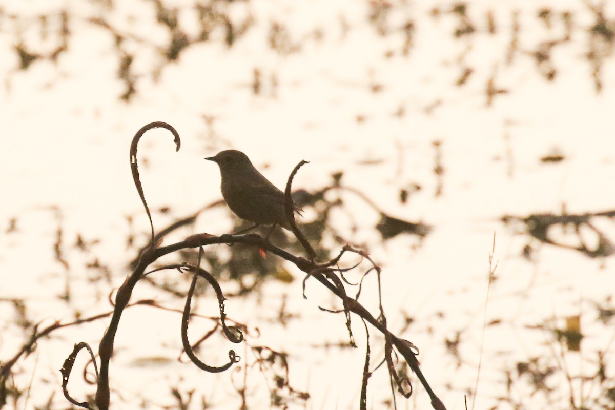 Pied Bushchat - ML642162576