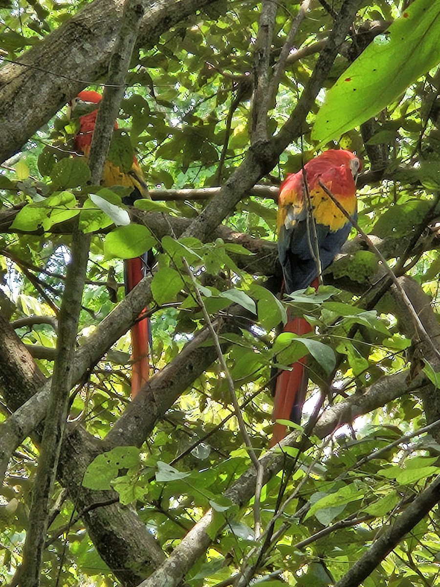 Scarlet Macaw - ML642162577