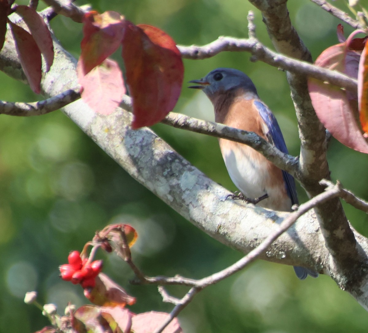 Eastern Bluebird - ML642162581