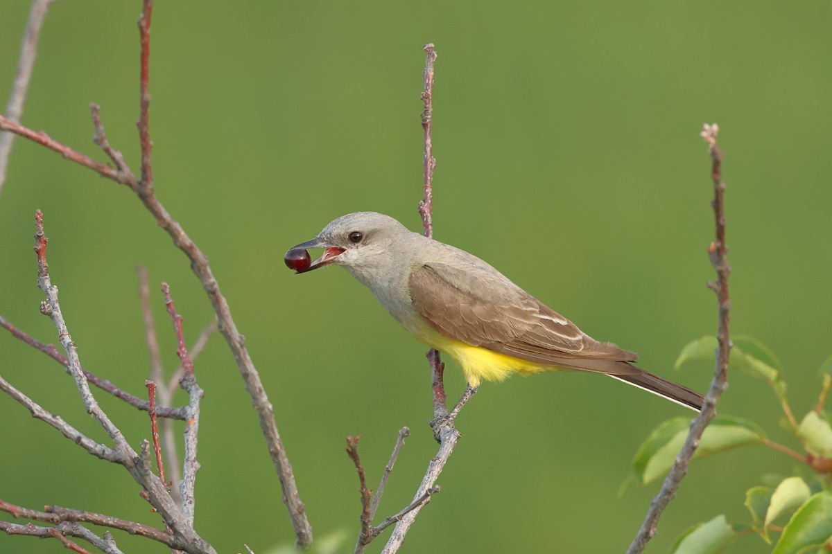Western Kingbird - ML642162586