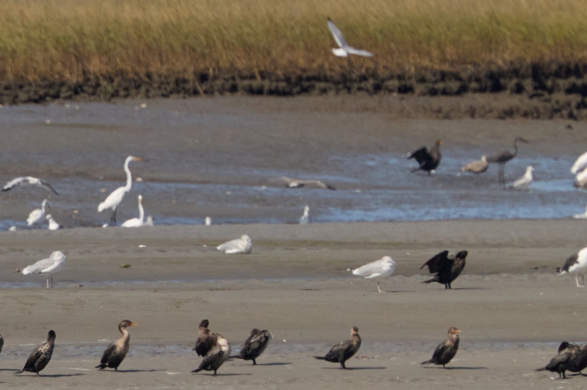 Great Egret - ML642162592