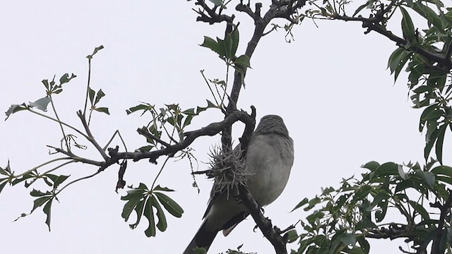 Tropical Mockingbird - ML642162613
