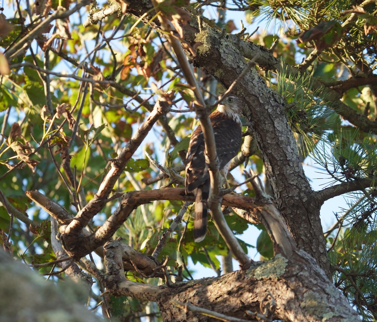 Cooper's Hawk - ML642162615