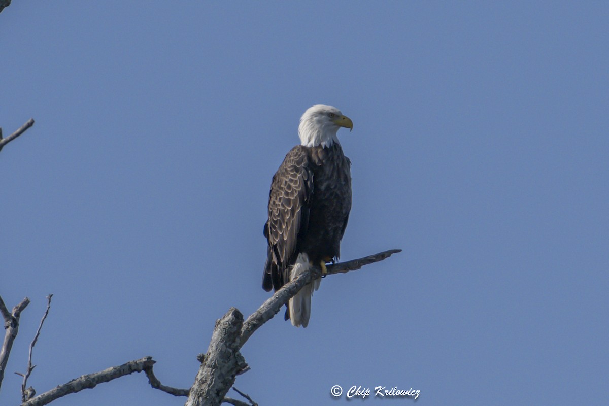 Bald Eagle - ML642162641