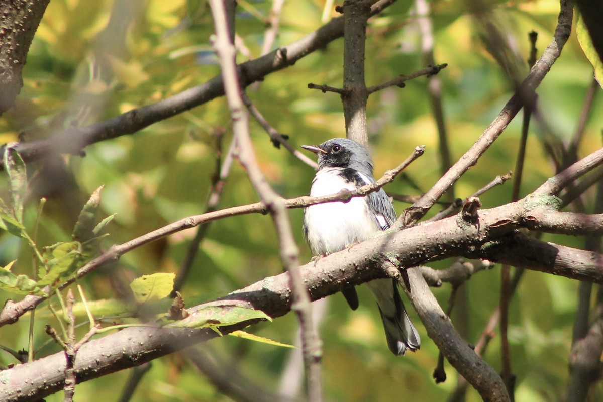 Black-throated Blue Warbler - ML642162653
