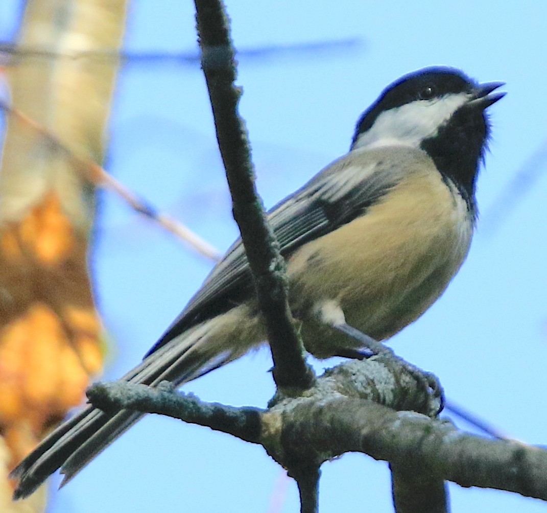Black-capped Chickadee - ML642162664