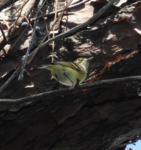 hvitøyevireo - ML642162665