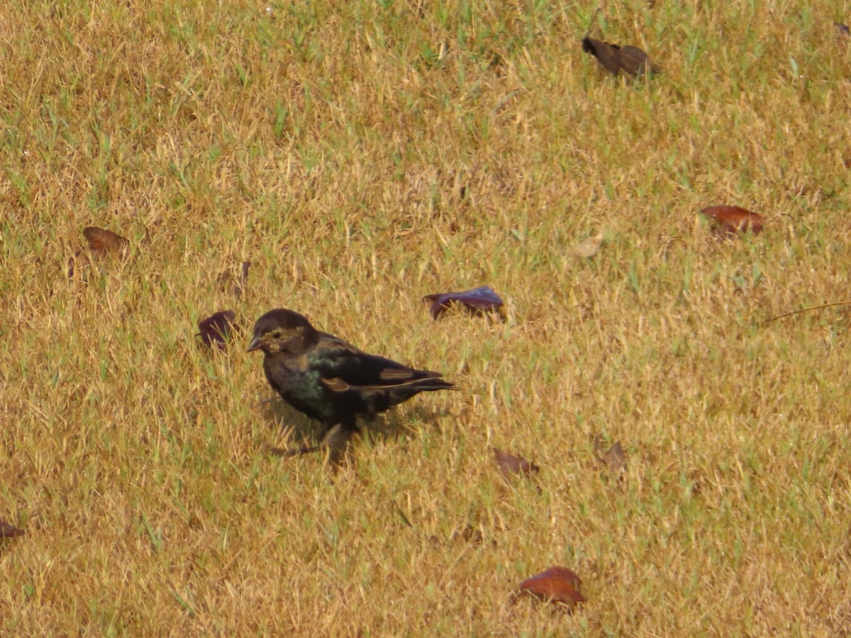 brunhodetrupial - ML642162666