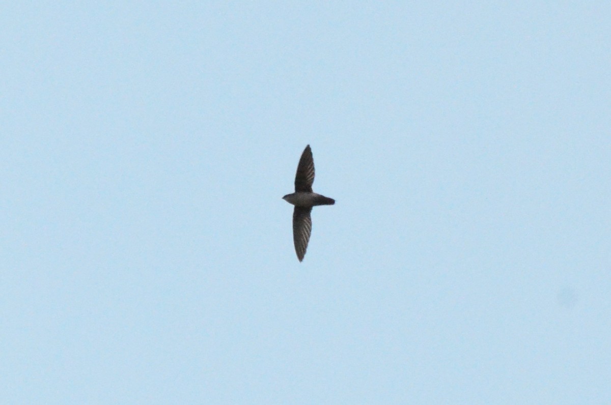 grågumpseiler - ML642162667